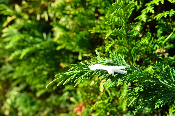 View of evergreen plant with snow, closeup