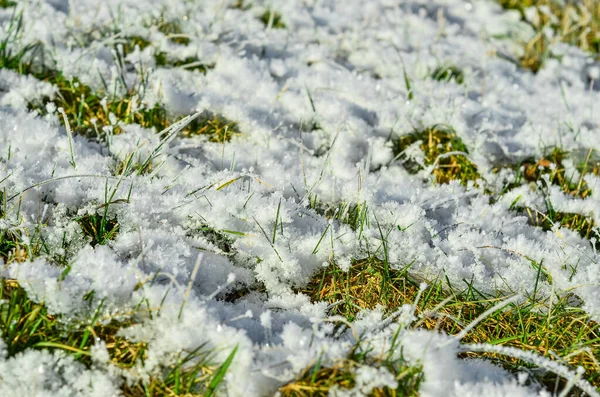 Green Grass Covered Snow Winter Day Closeup — Stock Photo, Image
