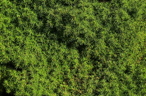 Вид Вічнозелені Ялинові Гілки Відкритому Повітрі Крупним Планом — стокове фото