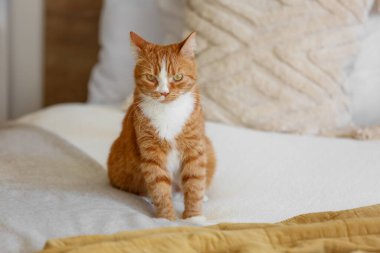 Evdeki yatakta oturan tatlı kırmızı kedi.