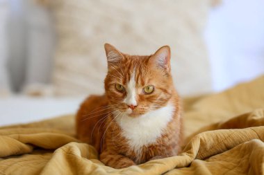 Yatak odasında battaniyeye uzanmış sevimli kırmızı kedi, yakın plan.