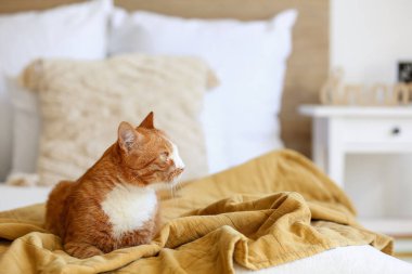Yatak odasında battaniyeye uzanmış sevimli kırmızı kedi, yakın plan.
