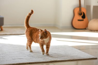 Oturma odasındaki halının üstünde sevimli kırmızı kedi