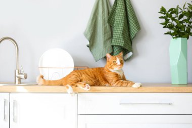 Mutfakta tezgahta yatan sevimli kırmızı kedi.