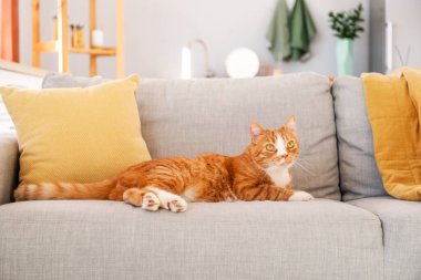 Evdeki gri kanepede yatan tatlı kırmızı kedi.