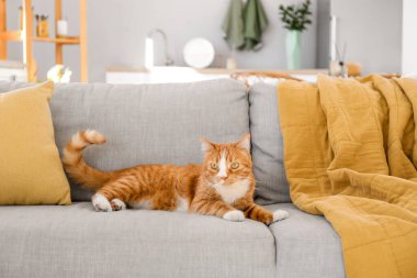 Evdeki gri kanepede yatan tatlı kırmızı kedi.