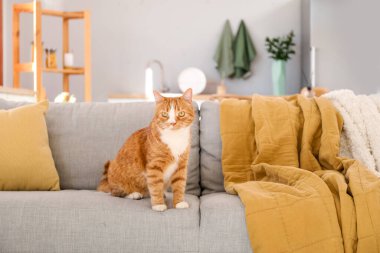 Evdeki gri koltukta oturan tatlı kırmızı kedi.