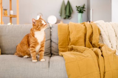 Evdeki gri koltukta oturan tatlı kırmızı kedi.