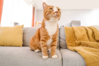 Evdeki gri koltukta oturan tatlı kırmızı kedi.