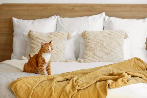 Söt Röd Katt Sängen Hemma — Stockfoto