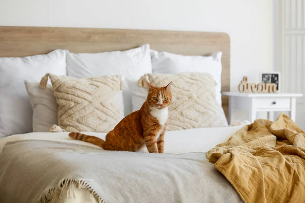可爱的红猫坐在家里的床上 — 图库照片