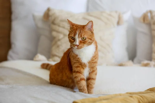 Niedliche Rote Katze Sitzt Hause Auf Dem Bett — Stockfoto