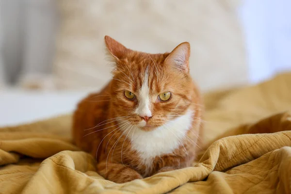 stock image Cute red cat lying on blanket in bedroom, closeup