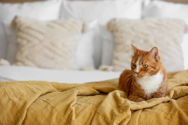 Niedliche Rote Katze Liegt Auf Decke Schlafzimmer Nahaufnahme — Stockfoto