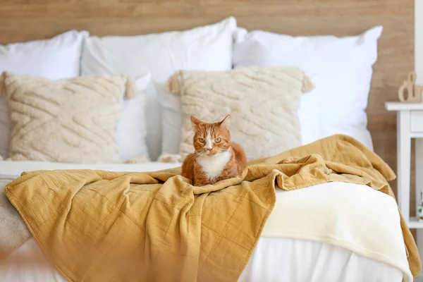 Niedliche Rote Katze Liegt Auf Decke Hellen Schlafzimmer — Stockfoto