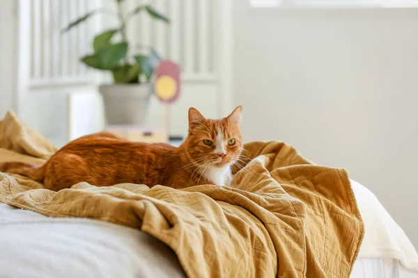 Yatak Odasındaki Battaniyenin Üzerinde Yatan Sevimli Kırmızı Kedi — Stok fotoğraf