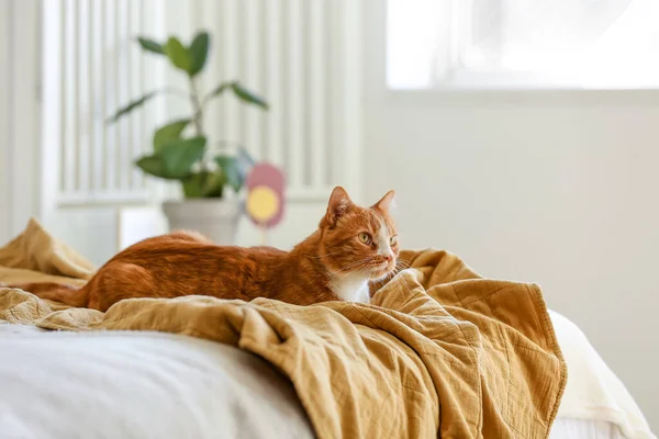 Gato Vermelho Bonito Deitado Cobertor Quarto — Fotografia de Stock