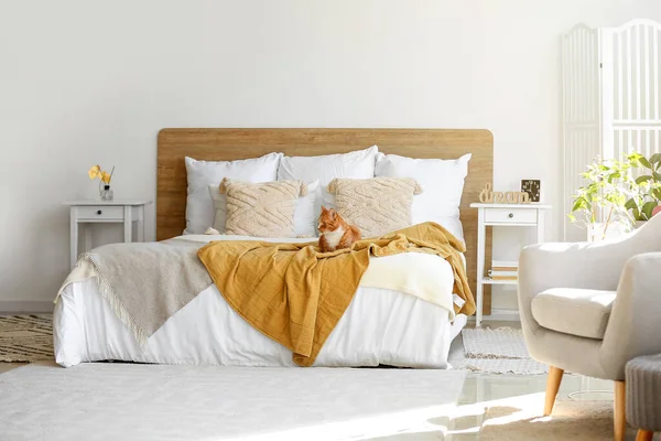 小红猫躺在轻便卧室的毛毯上 — 图库照片