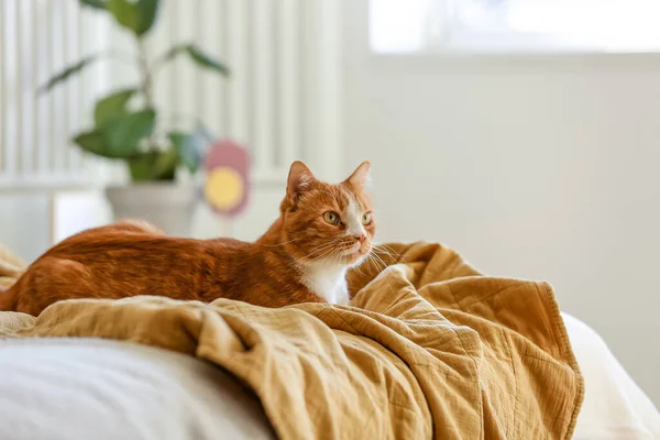 Niedliche Rote Katze Liegt Auf Decke Schlafzimmer — Stockfoto