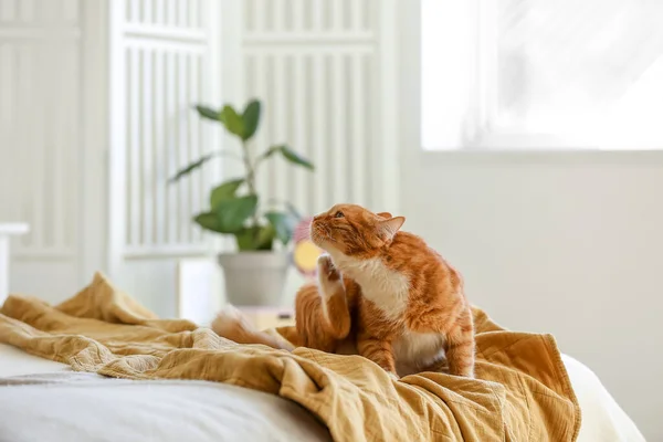 Cute red cat on blanket in bedroom
