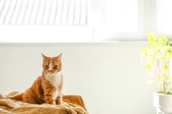 Yatak Odasındaki Battaniyenin Üzerinde Oturan Sevimli Kırmızı Kedi — Stok fotoğraf