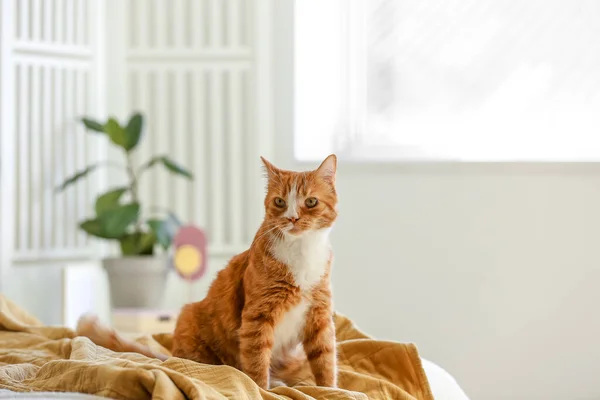 Yatak Odasındaki Battaniyenin Üzerinde Oturan Sevimli Kırmızı Kedi — Stok fotoğraf