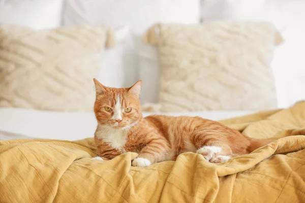 Cute Czerwony Kot Leżący Kocu Sypialni — Zdjęcie stockowe