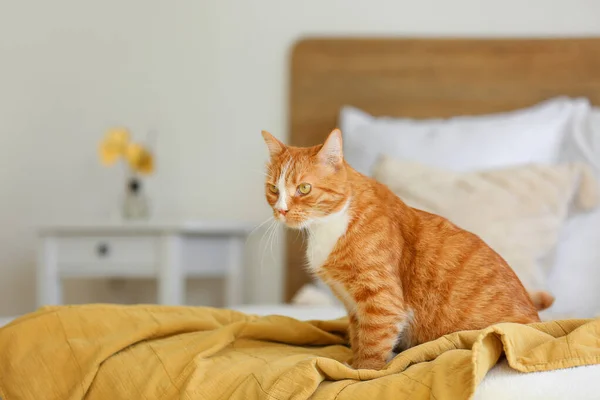 Niedliche Rote Katze Sitzt Auf Decke Schlafzimmer — Stockfoto