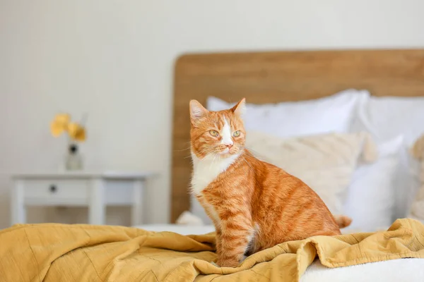 Cute Red Cat Sitting Blanket Bedroom — Stock Photo, Image