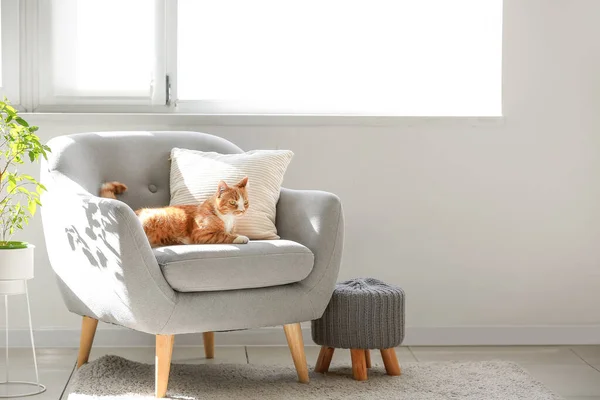 Cute Red Cat Lying Grey Armchair Living Room — Stock Photo, Image