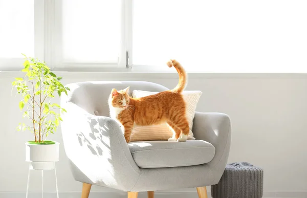 Cute Red Cat Grey Armchair Living Room — Stock Photo, Image