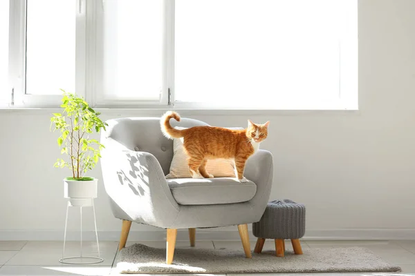 かわいいです赤い猫オングレーArmchairでリビングルーム — ストック写真