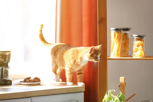 Cute Red Cat Counter Kitchen — Stock Photo, Image