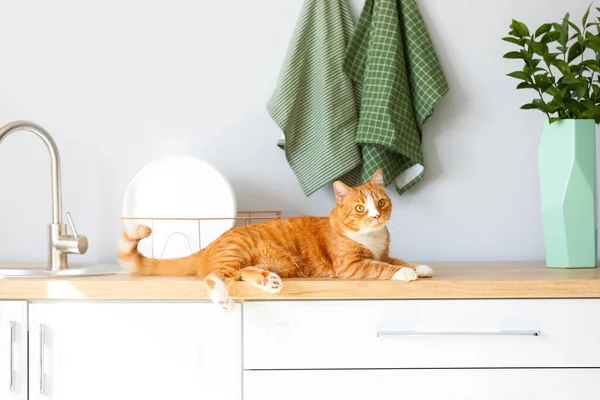 Cute Red Cat Lying Counter Light Kitchen — Stock Photo, Image