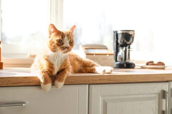 Cute Red Cat Lying Counter Kitchen — Stock Photo, Image