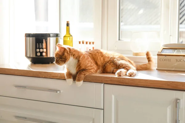 Söt Röd Katt Liggande Bänken Köket — Stockfoto
