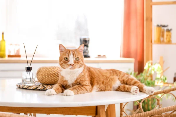 Cute Red Cat Lying Dining Table Kitchen — Stock Photo, Image