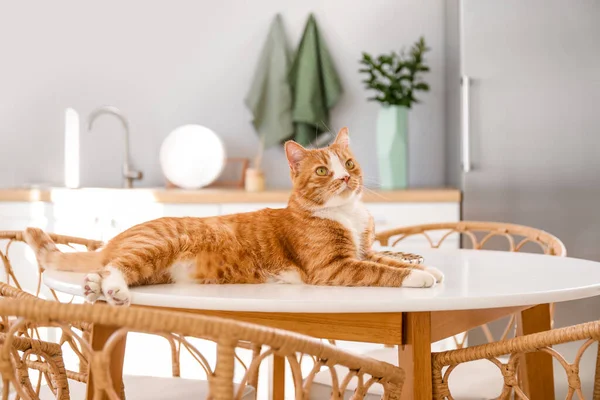 かわいい赤い猫は台所のダイニングテーブルの上に横たわる — ストック写真
