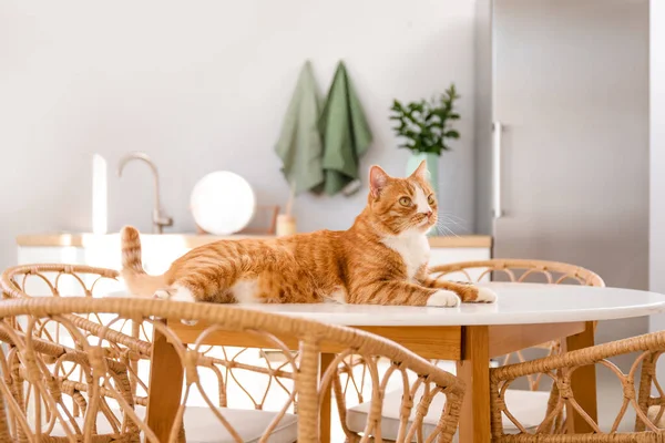 Cute Red Cat Lying Dining Table Kitchen — Stock Photo, Image