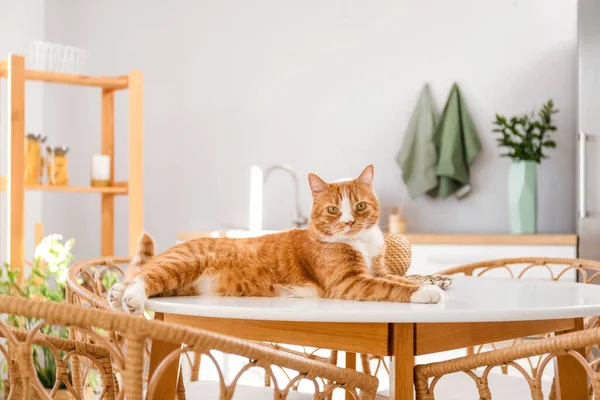 Niedliche Rote Katze Liegt Auf Esstisch Küche — Stockfoto