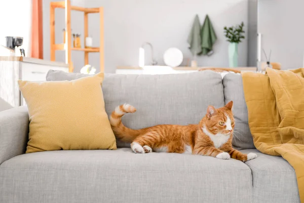 Evdeki Gri Kanepede Yatan Tatlı Kırmızı Kedi — Stok fotoğraf