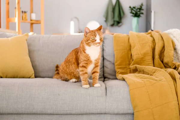 Roztomilá Červená Kočka Sedí Doma Šedém Gauči — Stock fotografie