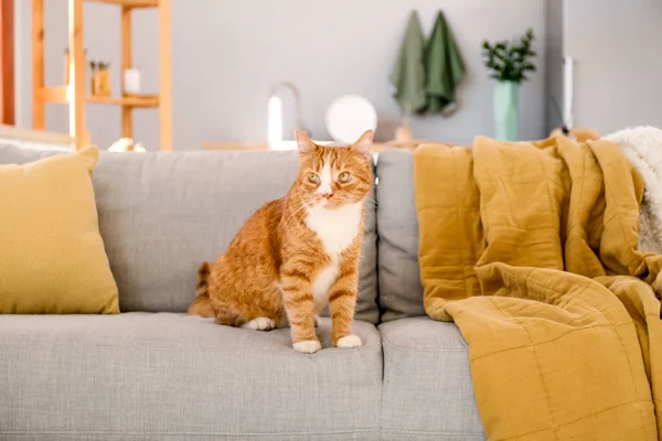 可爱的红猫坐在家里灰色的沙发上 — 图库照片