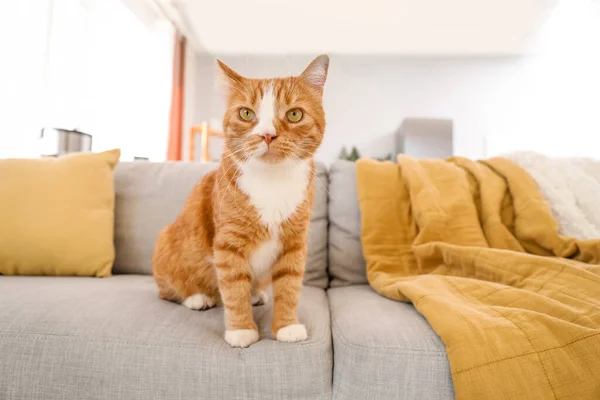 Niedliche Rote Katze Sitzt Auf Grauem Sofa Hause — Stockfoto