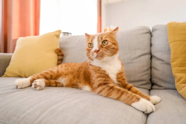 Cute Red Cat Lying Grey Couch Home — Stock Photo, Image