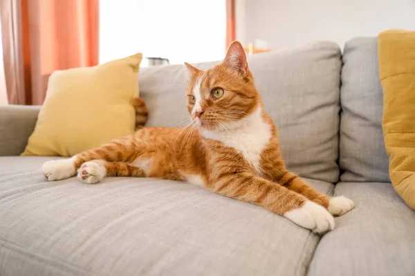 Niedliche Rote Katze Liegt Auf Grauem Sofa Hause — Stockfoto