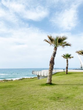 Deniz kıyısındaki tropik palmiye ağaçları