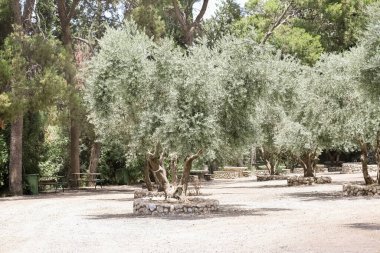 Parktaki güzel zeytin ağaçlarının manzarası