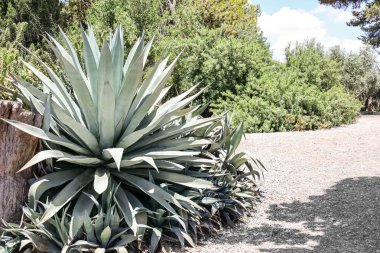 Yeşil sulu bitkinin dış görünüşü