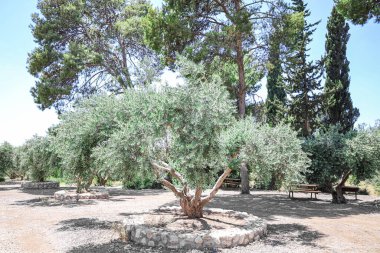 Parktaki güzel zeytin ağaçlarının manzarası
